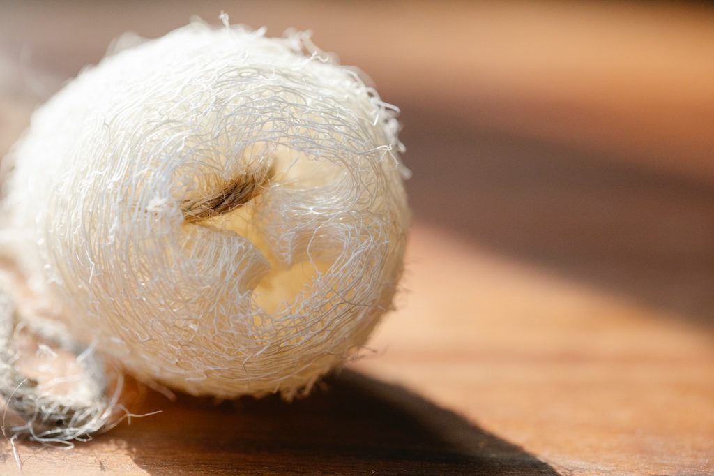 Ontdek de Voordelen van Loofah voor een Stralende Huid